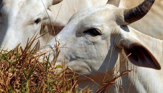 União Europeia veta compra de carne brasileira a partir de setembro