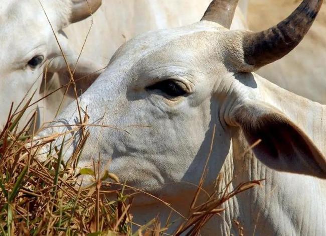 União Europeia veta compra de carne brasileira a partir de setembro