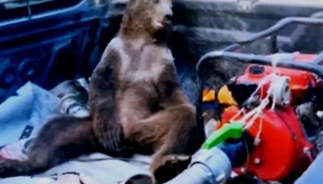 Urso come mel alucinógeno fica ‘doidão’ e precisa ser resgatado