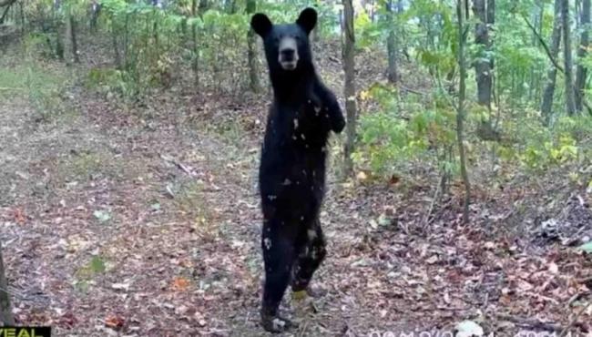 Urso nasce sem braços, aprende a andar como humano e impressiona caçador