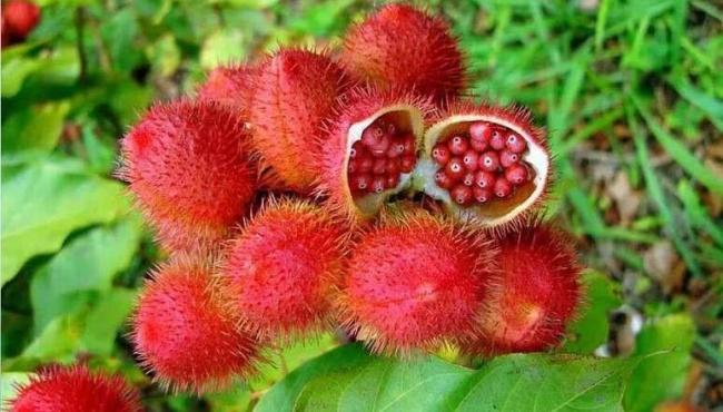 Urucum vira arma poderosa contra a queda de cabelo
