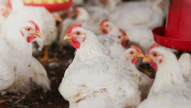Uso de minerais bi-quelatados na alimentação de frangos de corte reduz problemas de pele, aponta estudo