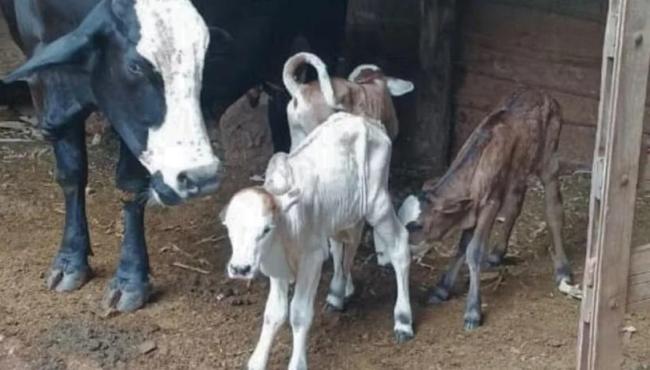 Vaca dá à luz trigêmeos em caso raro na pecuária