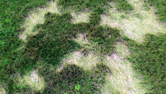 Vegetação é amassada e moradora cita pouso de 'avião de cinco patas' em SP