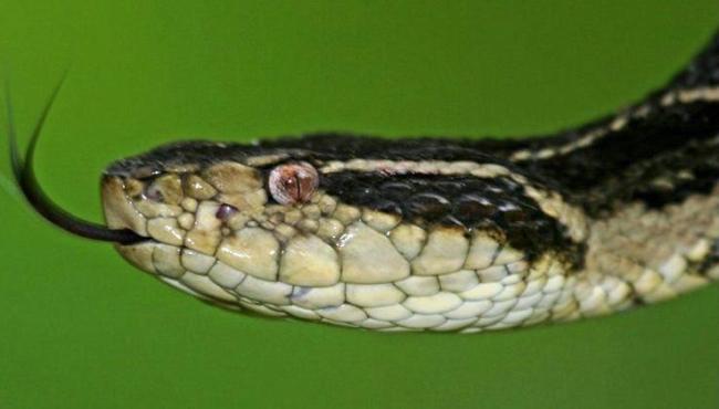 Veneno de cobra brasileira pode evitar reprodução do coronavírus