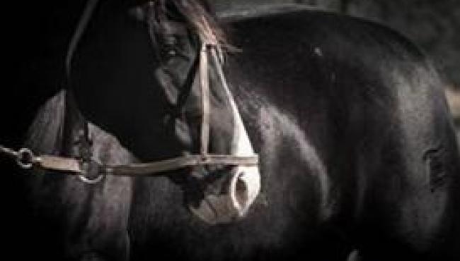 Vetnil leva soluções para saúde, desempenho e bem-estar dos cavalos atletas à Expo FICCC 2026, no Uruguai