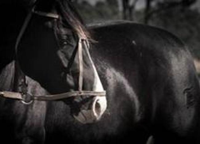 Vetnil leva soluções para saúde, desempenho e bem-estar dos cavalos atletas à Expo FICCC 2026, no Uruguai