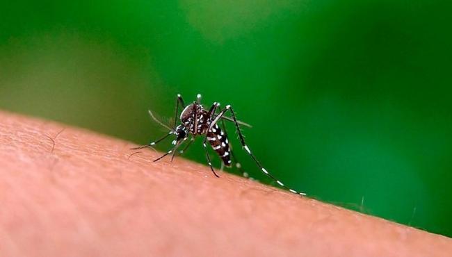 Vinte municípios capixabas receberão as primeiras doses de vacina contra dengue