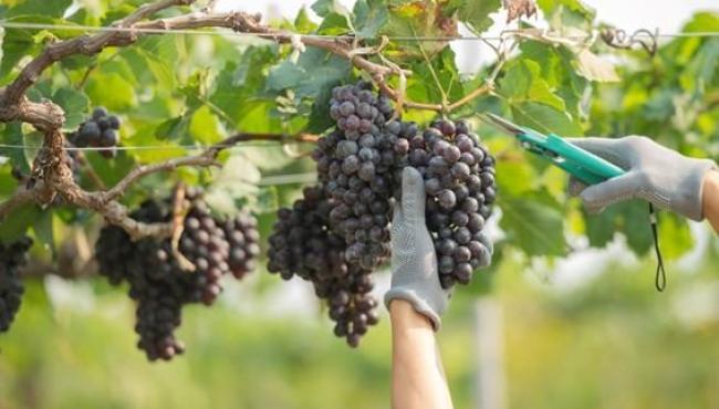 Viticultura está presente em 29 municípios do Espírito Santo