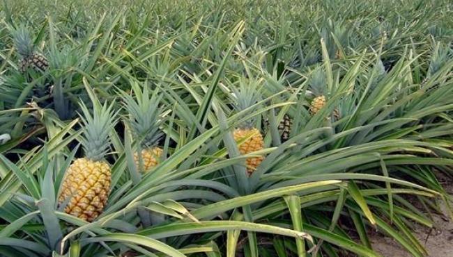 Você sabe quais são os principais produtores de abacaxi do Espírito Santo?